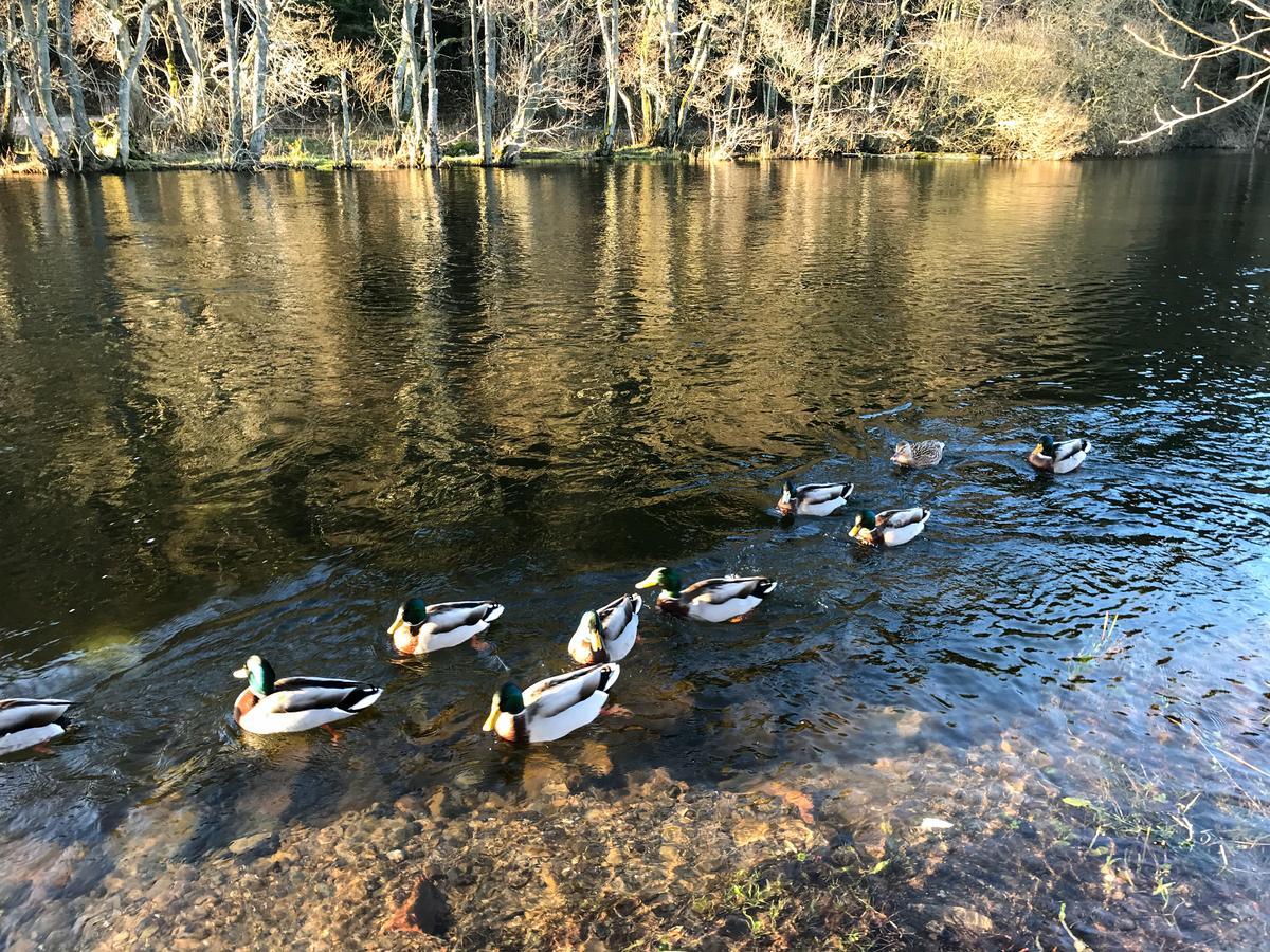 فندق Waterfoot Park بولي بريدج المظهر الخارجي الصورة